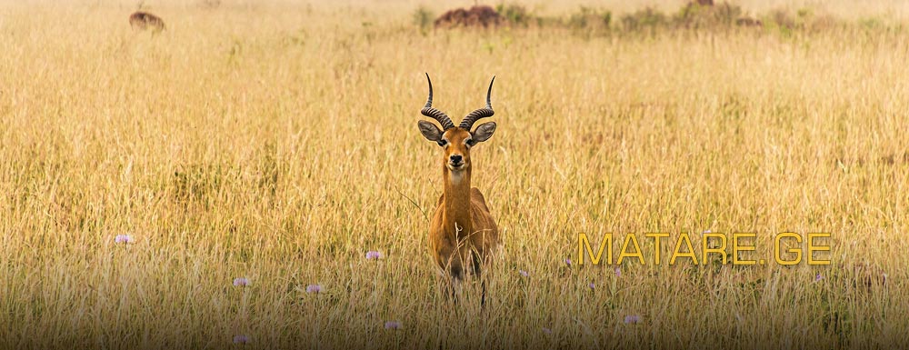 უგანდის მიმართულება — ავიაბილეთები აფრიკის რეგიონში | matare.ge